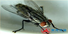 蒼蠅太多了用什么方法消滅才能去除干凈？
